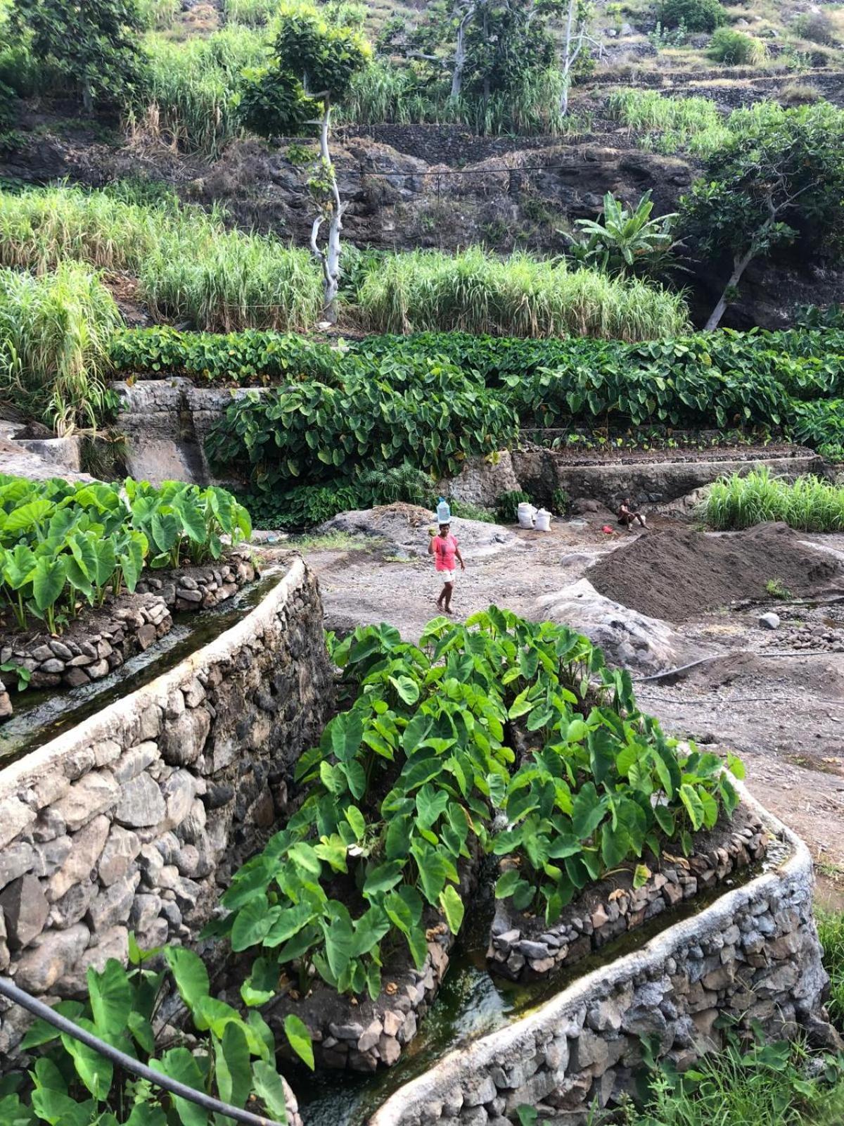 SeladinhaCasa Saude住宿加早餐旅馆 外观 照片
